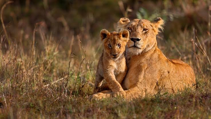 Lion Facts In Hindi