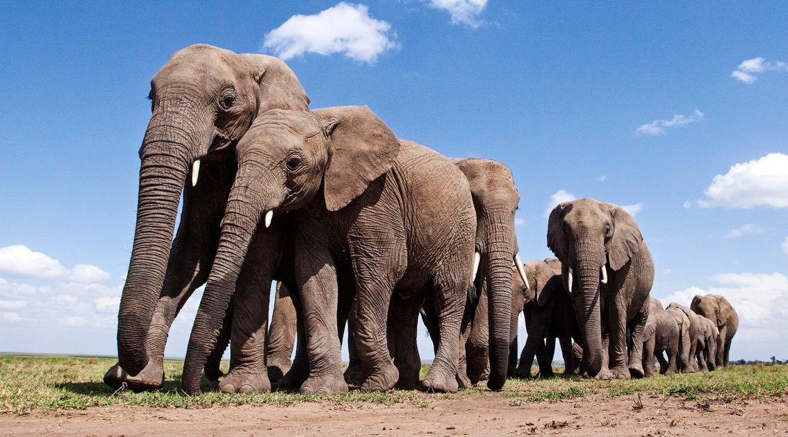 Elephant Facts in Hindi