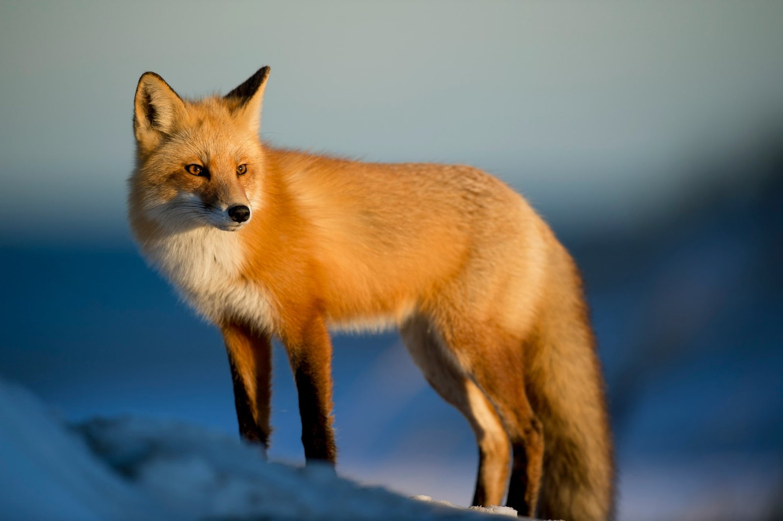 Fox Facts in Hindi