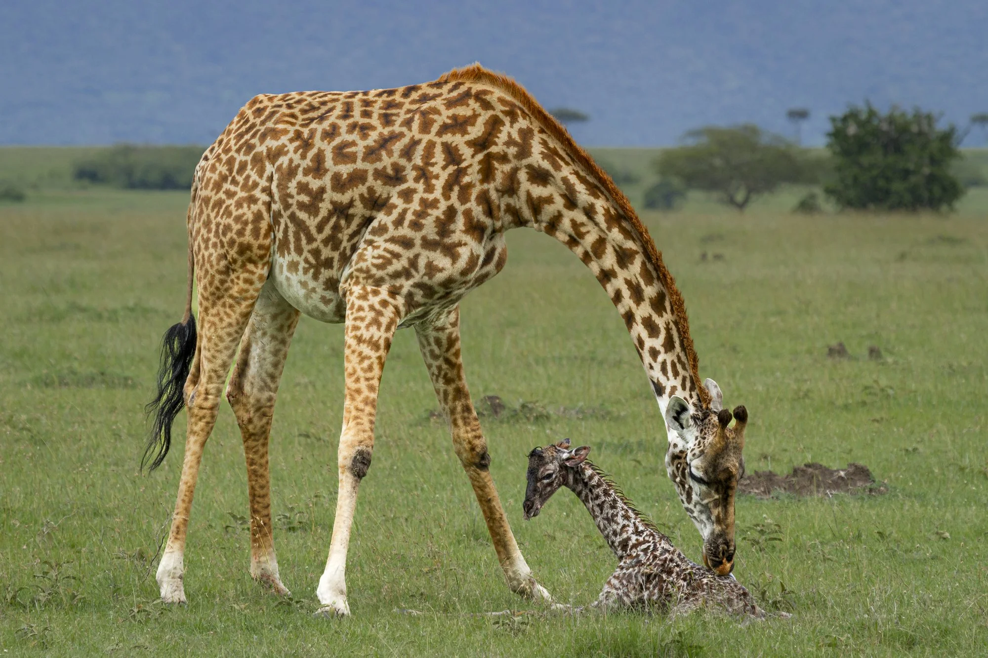 Giraffe Facts in Hindi