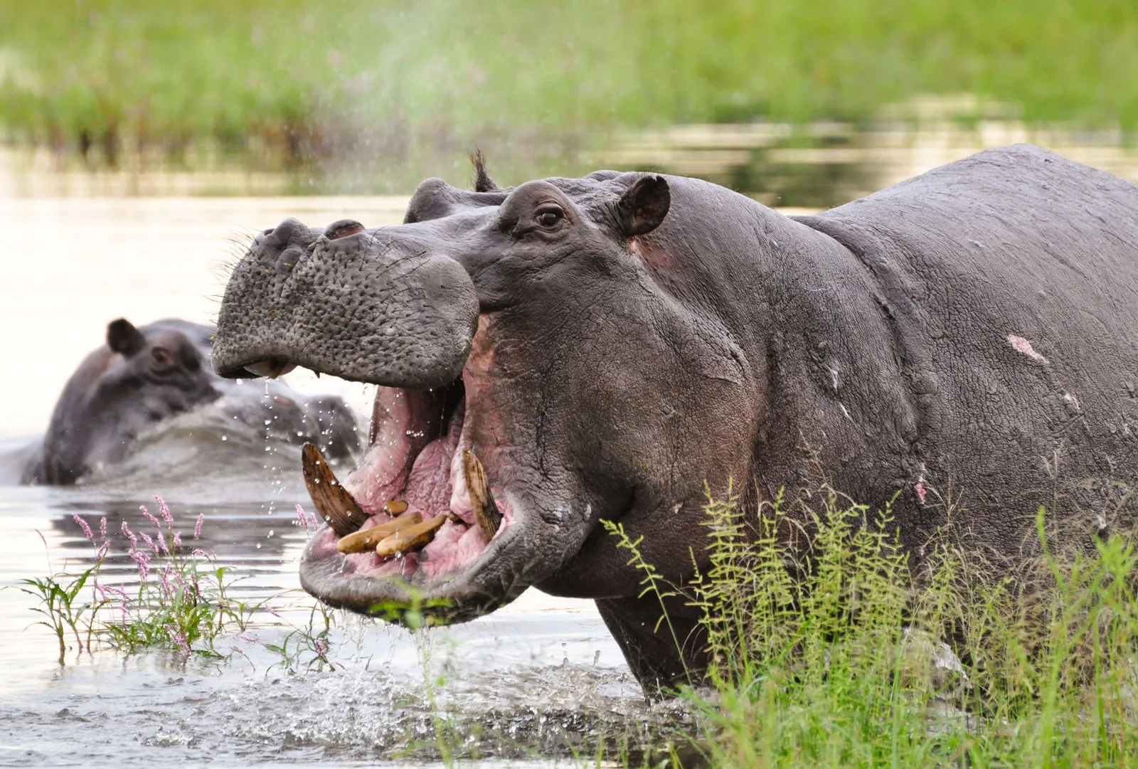 Hippo Facts in Hindi