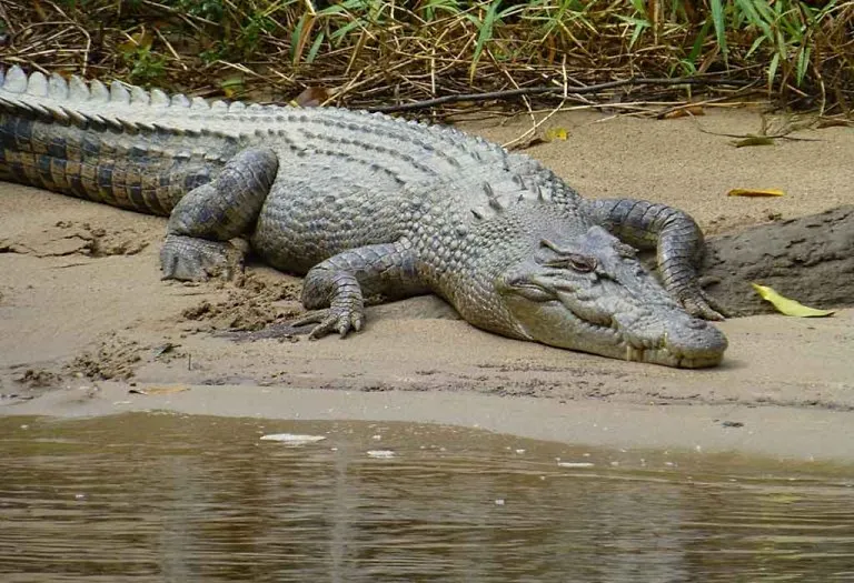 Crocodile Facts