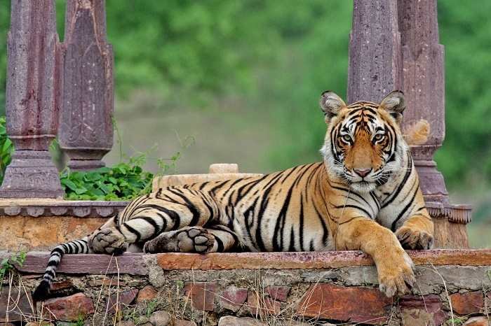 Tiger National Animal