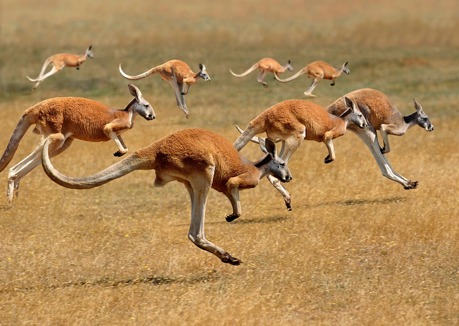 Kangaroo Facts In Hindi