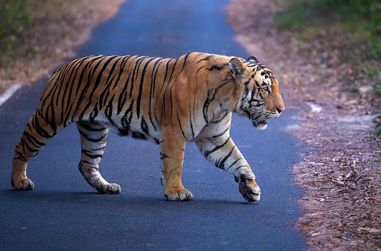 Tiger National Animal