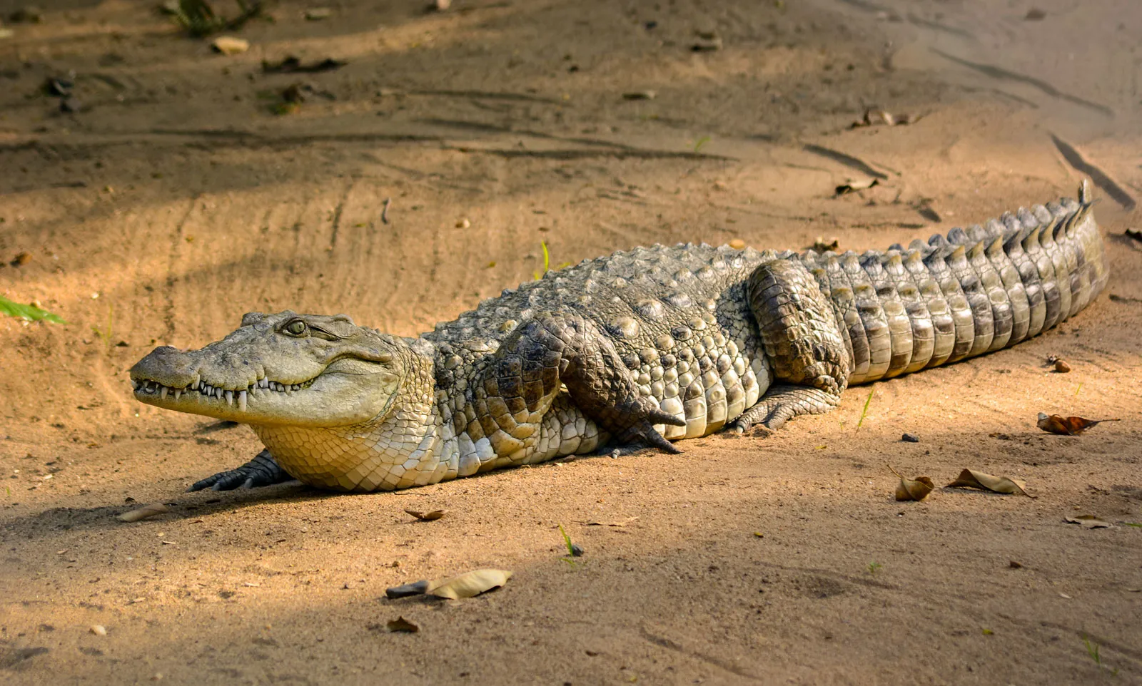 Crocodile Facts