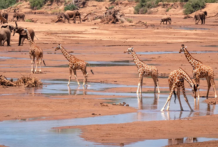 Giraffe Facts in Hindi