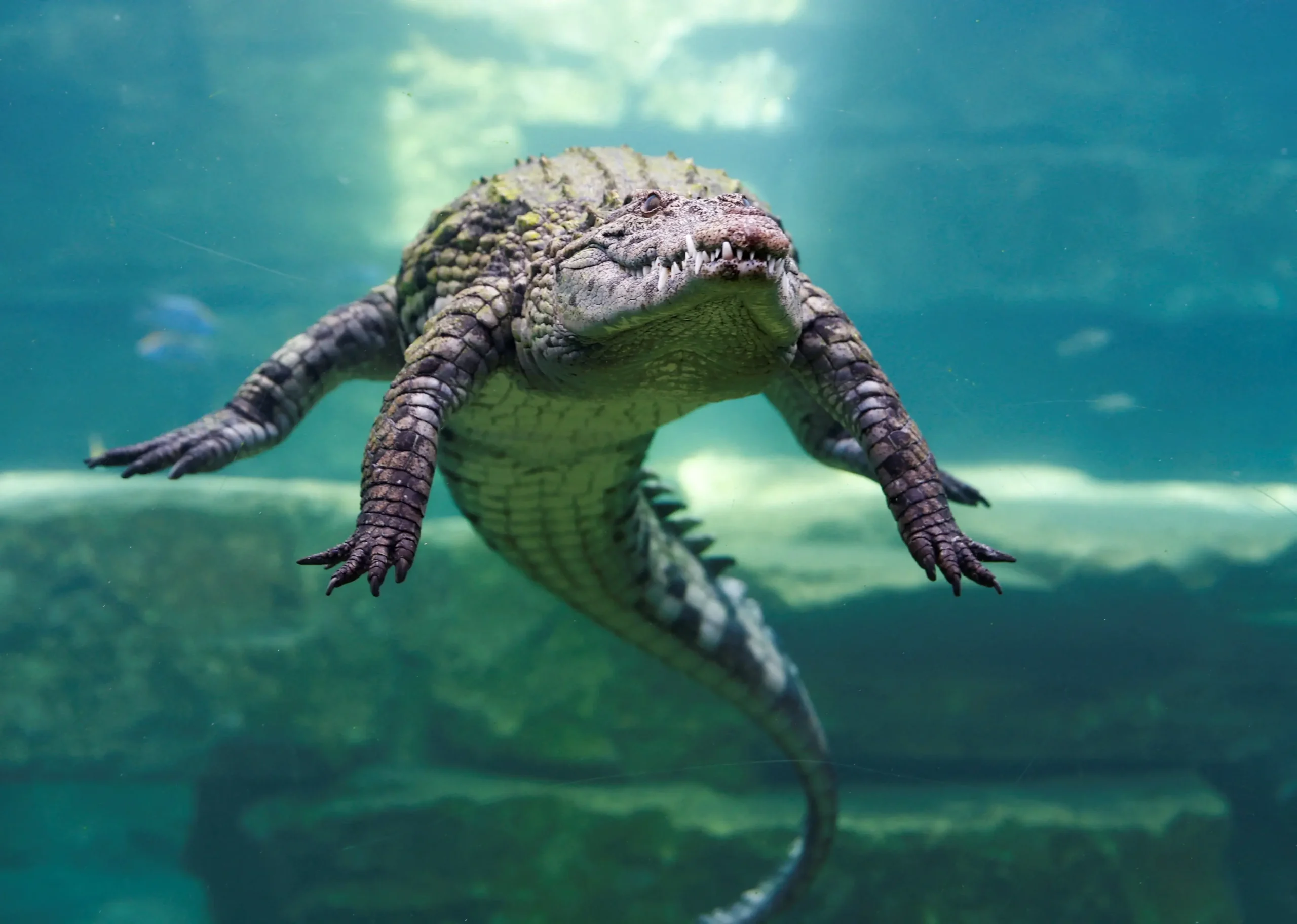 Crocodile Facts