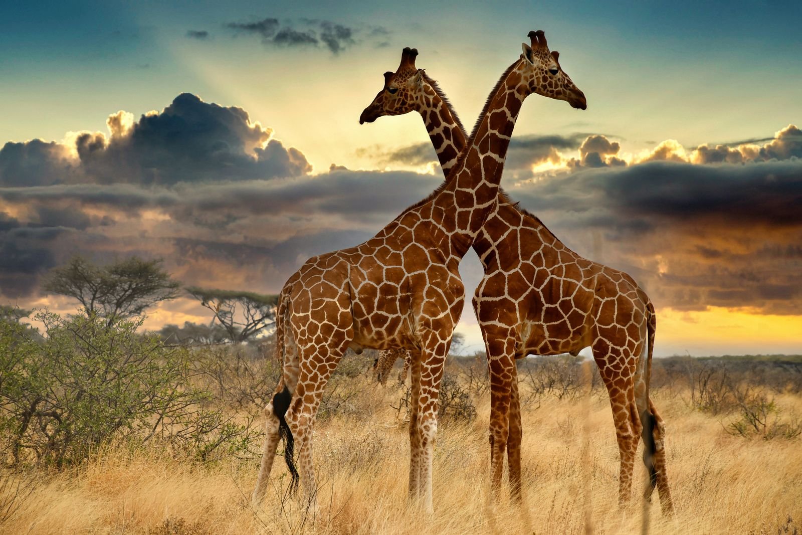 Giraffe Facts in Hindi
