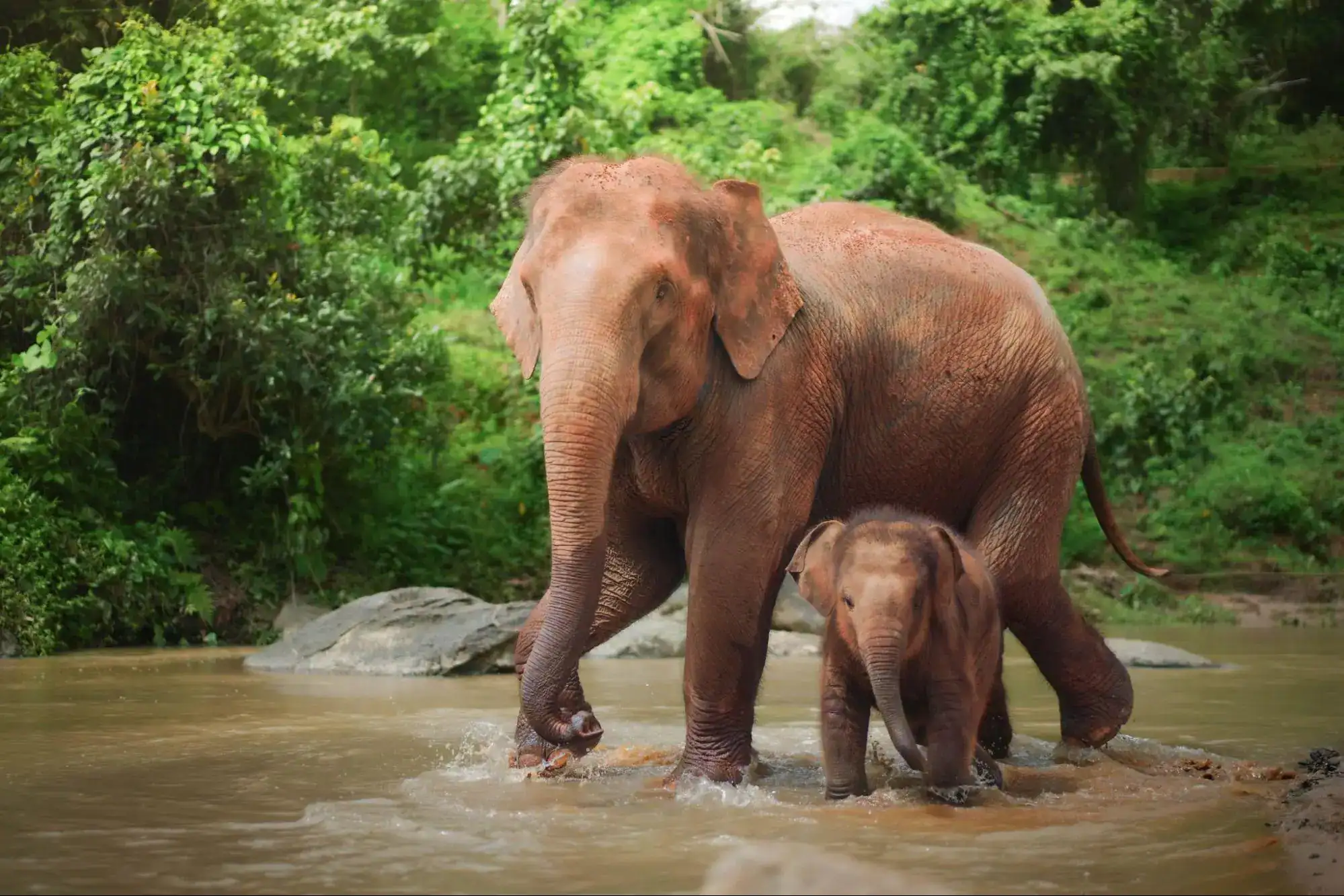Elephant Facts in Hindi