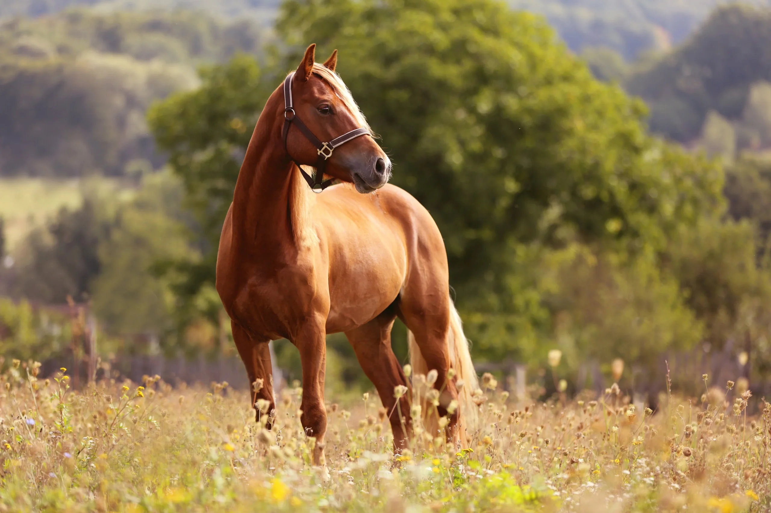 Horse Facts in Hindi