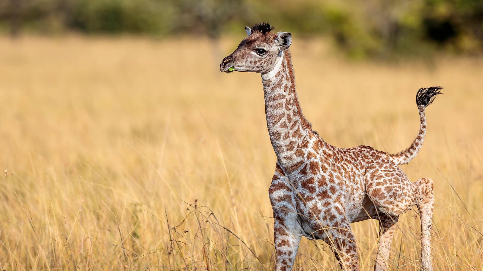 Giraffe Facts in Hindi