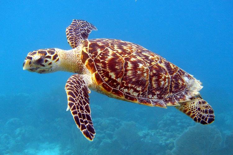 Turtle Facts in Hindi