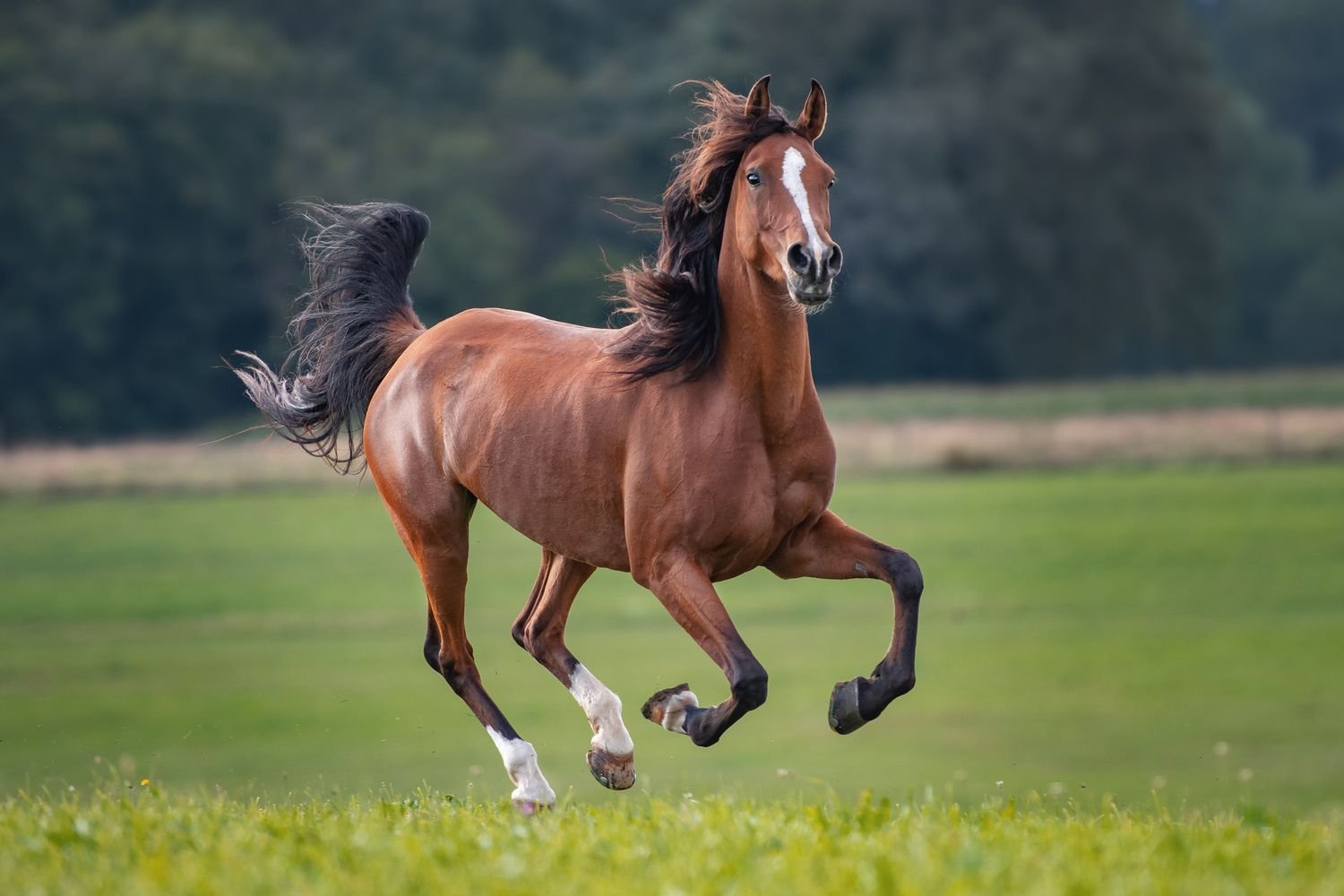 Horse Facts in Hindi