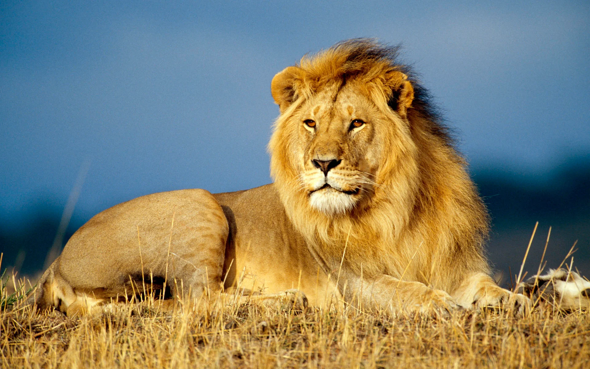 Lion Facts In Hindi