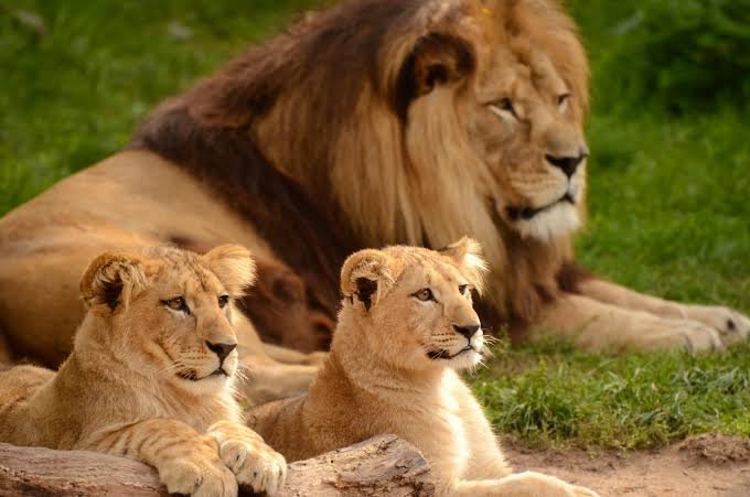 Lion Facts In Hindi