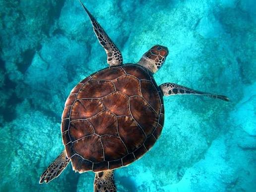 Turtle Facts in Hindi