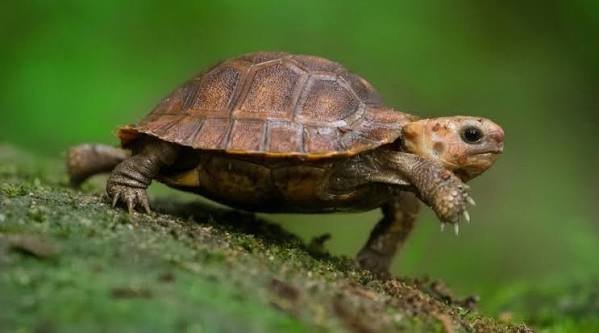 Turtle Facts in Hindi