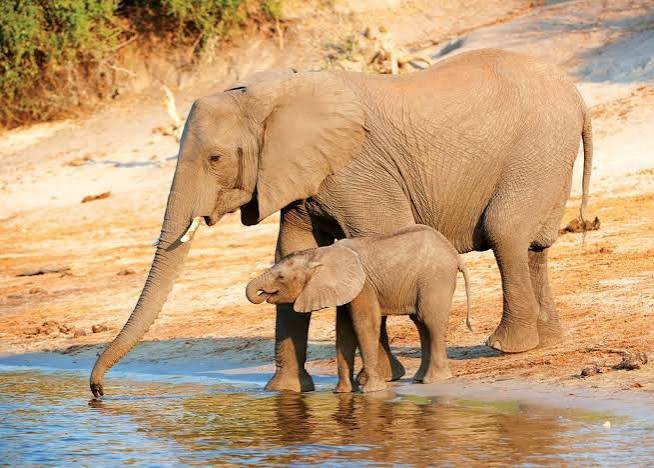 Elephant Facts in Hindi