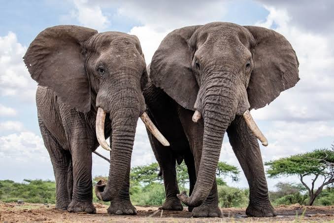 Elephant Facts in Hindi