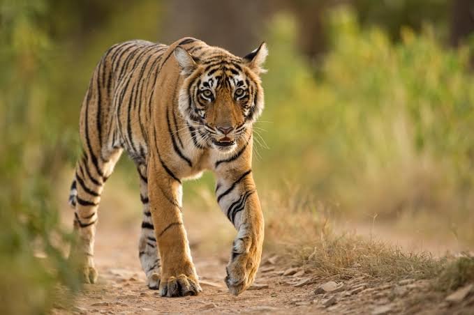 Tiger National Animal