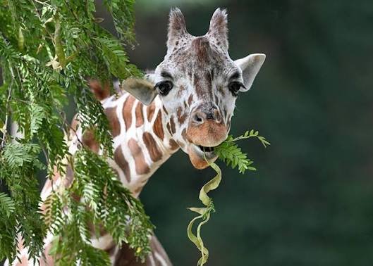 Giraffe Facts in Hindi