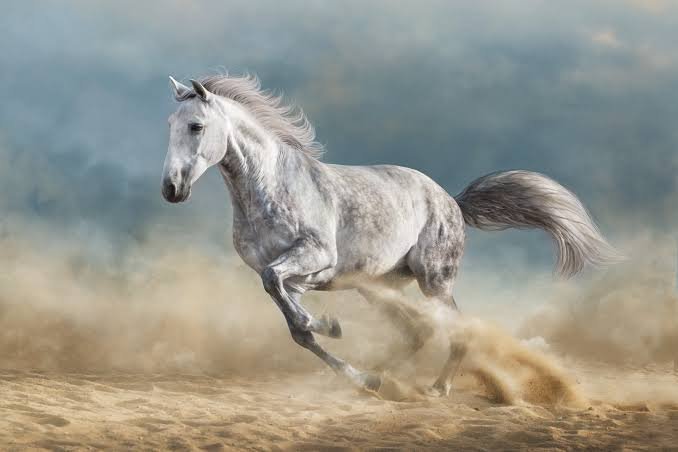 Horse Facts in Hindi