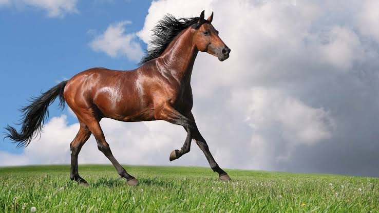 Horse Facts in Hindi