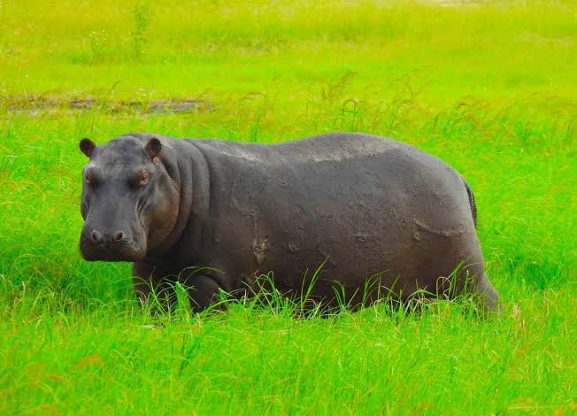 Hippo Facts in Hindi
