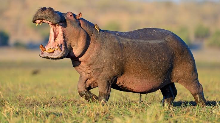 Hippo Facts in Hindi