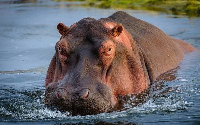 Hippo Facts in Hindi
