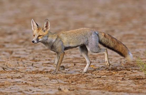 Fox Facts in Hindi