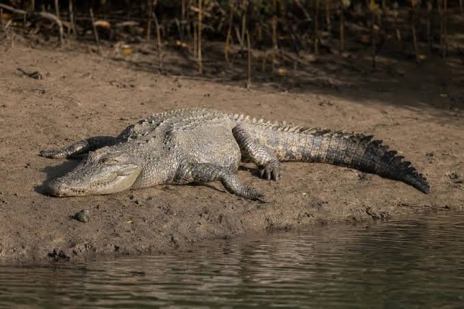 Crocodile Facts