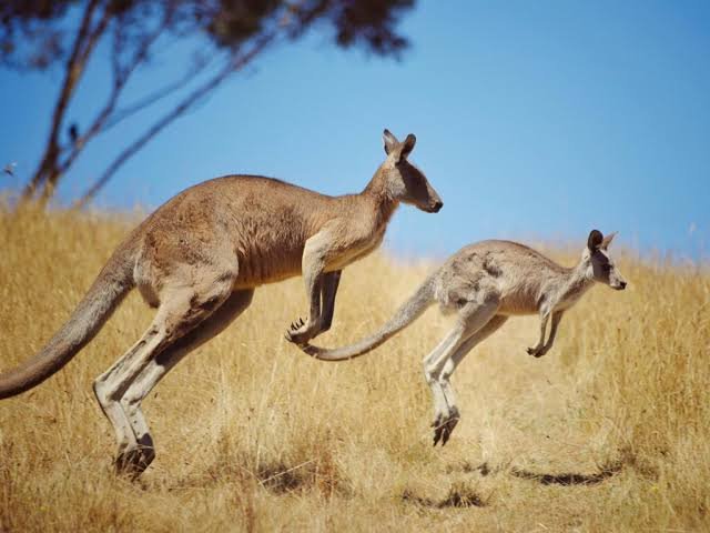 Kangaroo Facts In Hindi