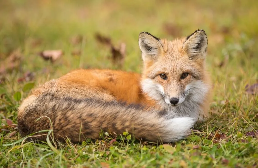 Fox Facts in Hindi