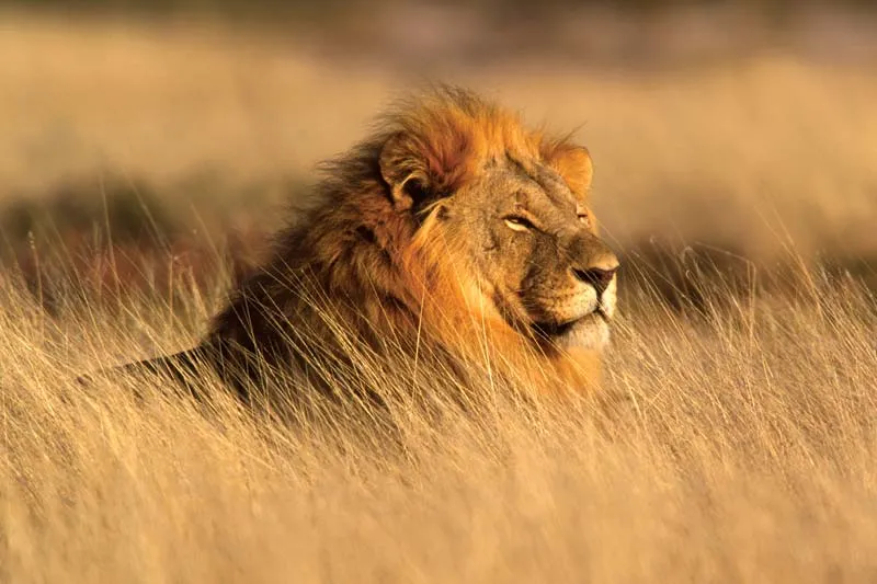 Lion Facts In Hindi