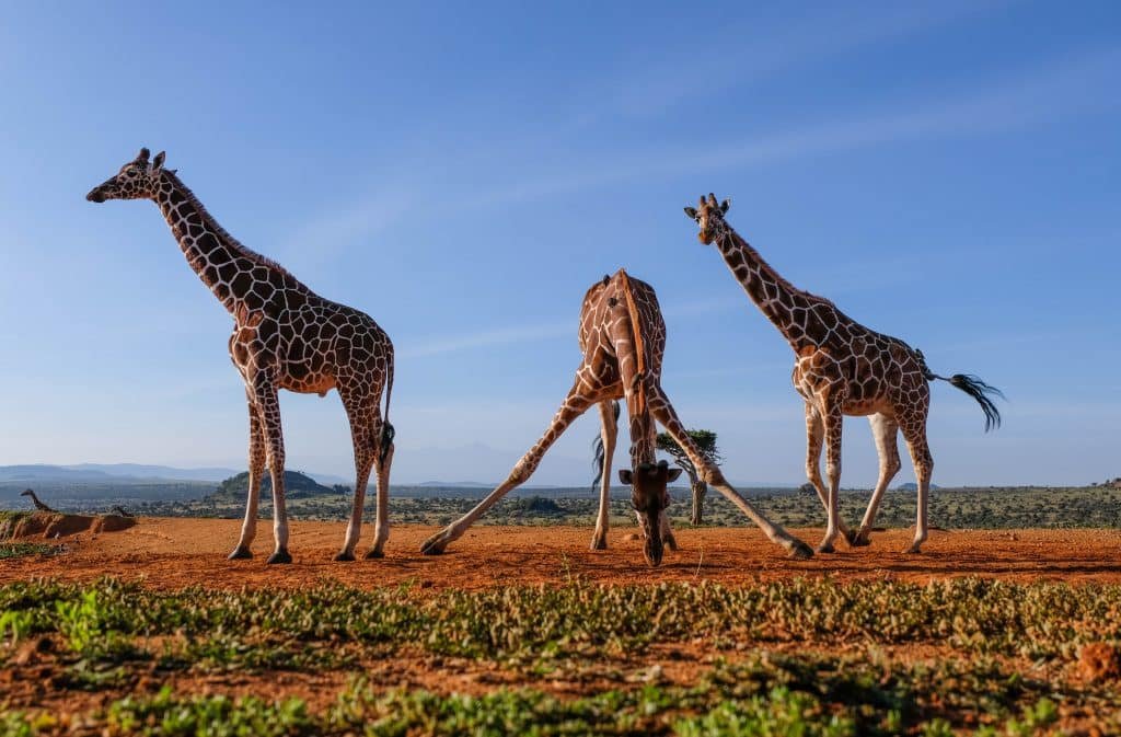 Giraffe Facts in Hindi