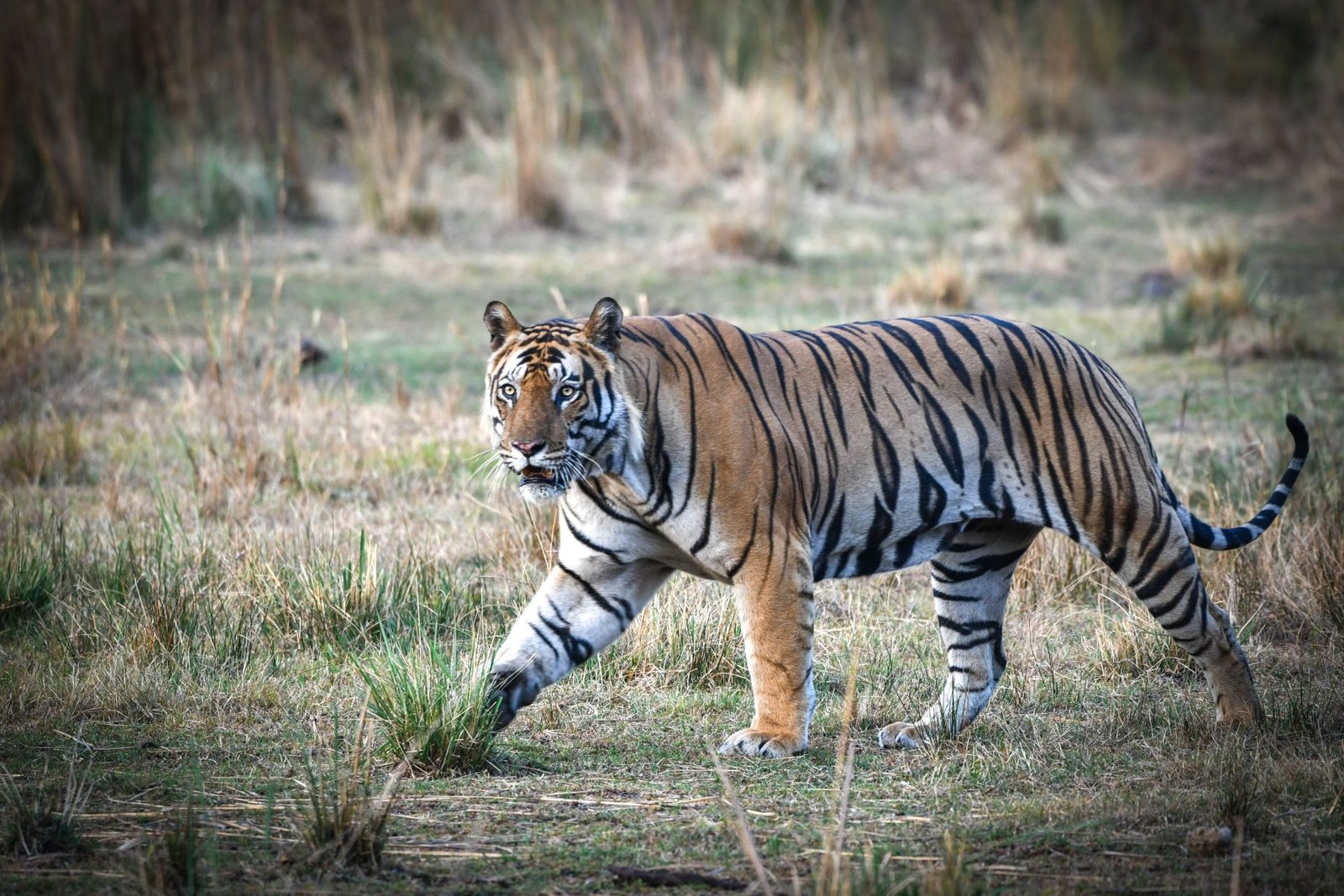 Tiger National Animal
