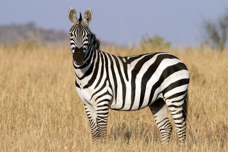 Zebra Fact In HIndi