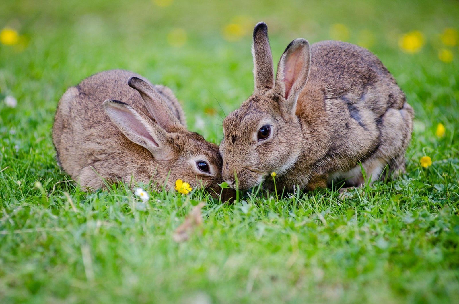 Rabbit Facts in Hindi