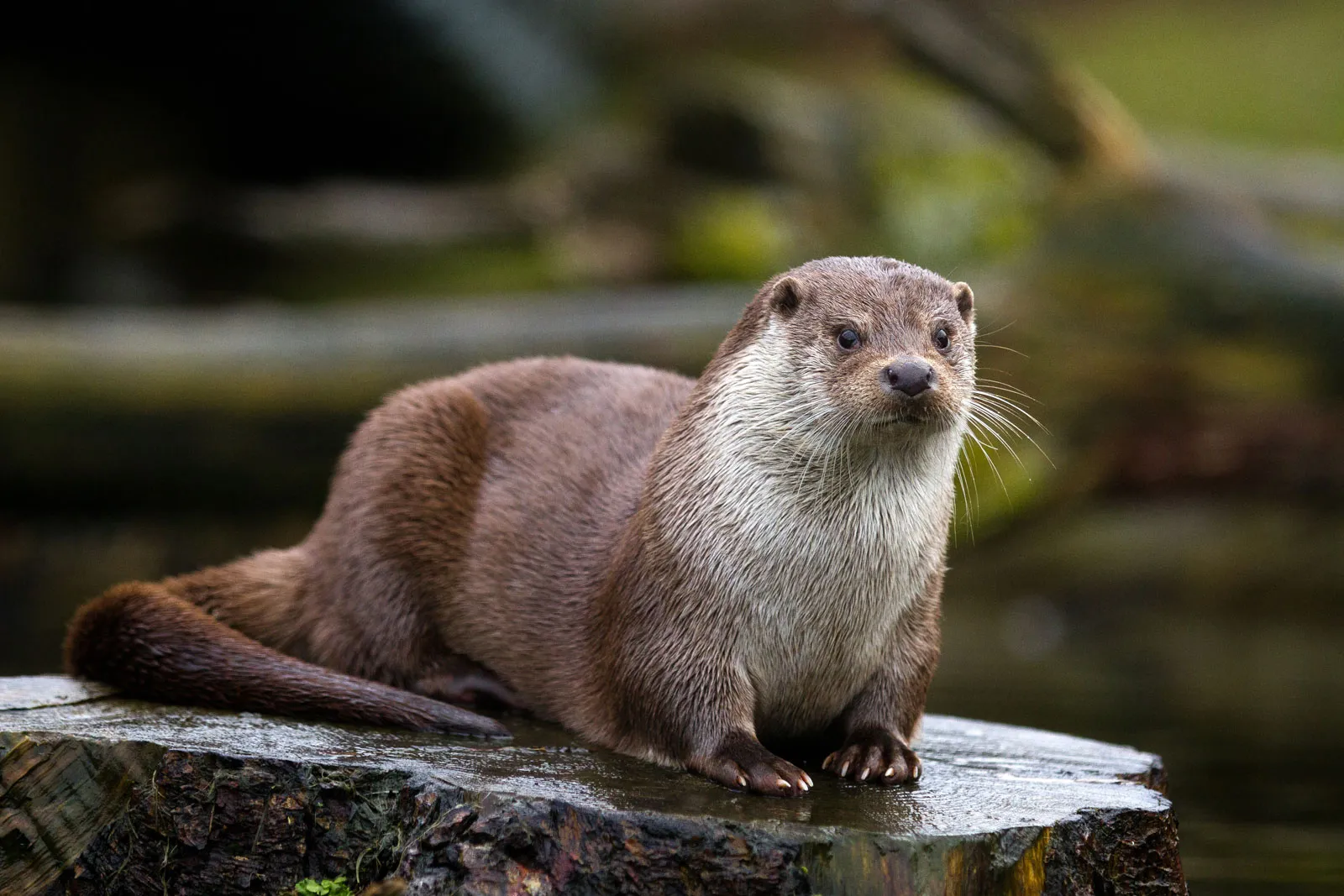 Otter Facts In Hindi