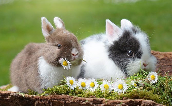 Rabbit Facts in Hindi
