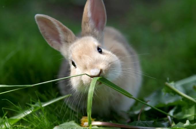 Rabbit Facts in Hindi