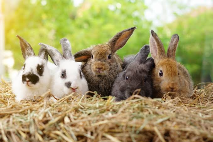 Rabbit Facts in Hindi