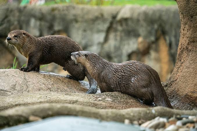 Otter Facts In Hindi
