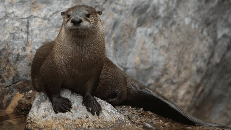 Otter Facts In Hindi