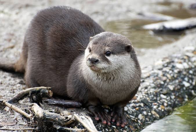 Otter Facts In Hindi