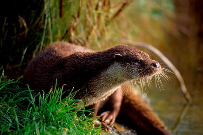 Otter Facts In Hindi