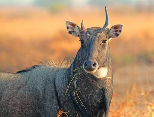 Nilgai Facts In Hindi