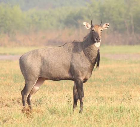 Nilgai Facts In Hindi